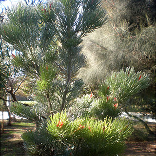 adenanthos sericeus
